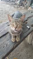 the cat behind the most expensive coffee