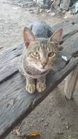 the cat behind the most expensive coffee