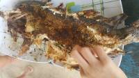 #grilledfish