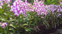 Orchids #SingaporeBotanicalGarden #Landscape