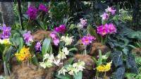 Orchids #SingaporeBitanicalGarden #Landscape