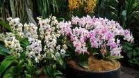 Orchids #SingaporeBitanicalGarden #Landscape