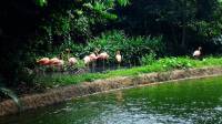 flamingoes #SingaporeZoo