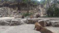 Baboons Family