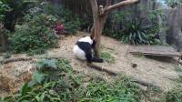 kai the #panda