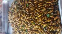 stir fried beef