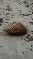 snail soap