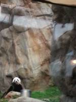 kai the #panda