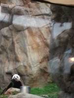 Dont be shy Panda Everythings gonna be okay 