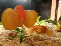 Enchanted Fish