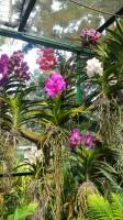 National Orchid Singapore