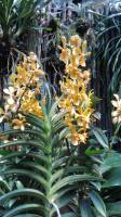 National Orchid Singapore