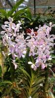 National Orchid Singapore