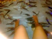 fish spa