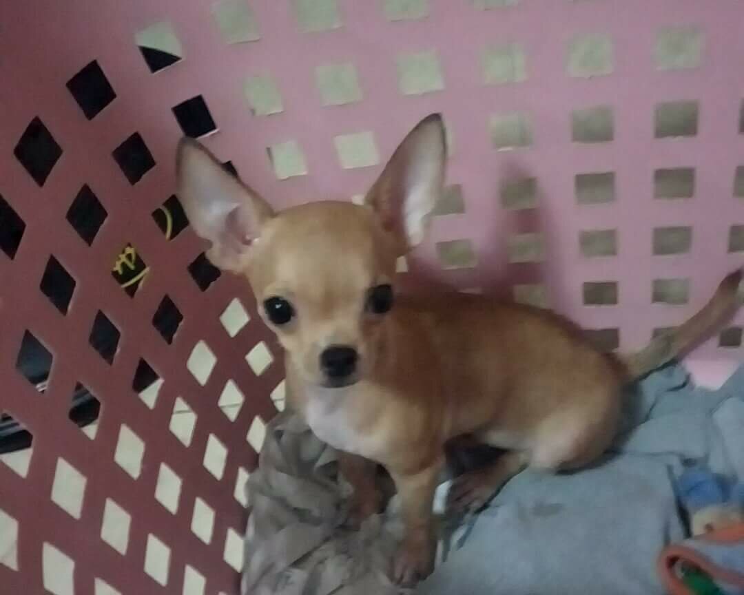 tinys friend #chico #chihuahua