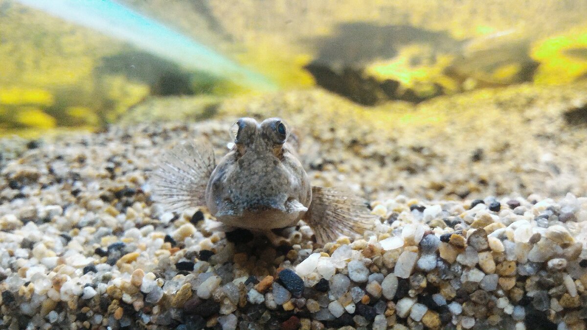 when you see it
