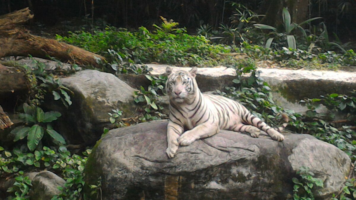 white tiger