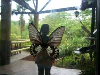 butterfly princess