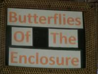 butterflies of the enclosure