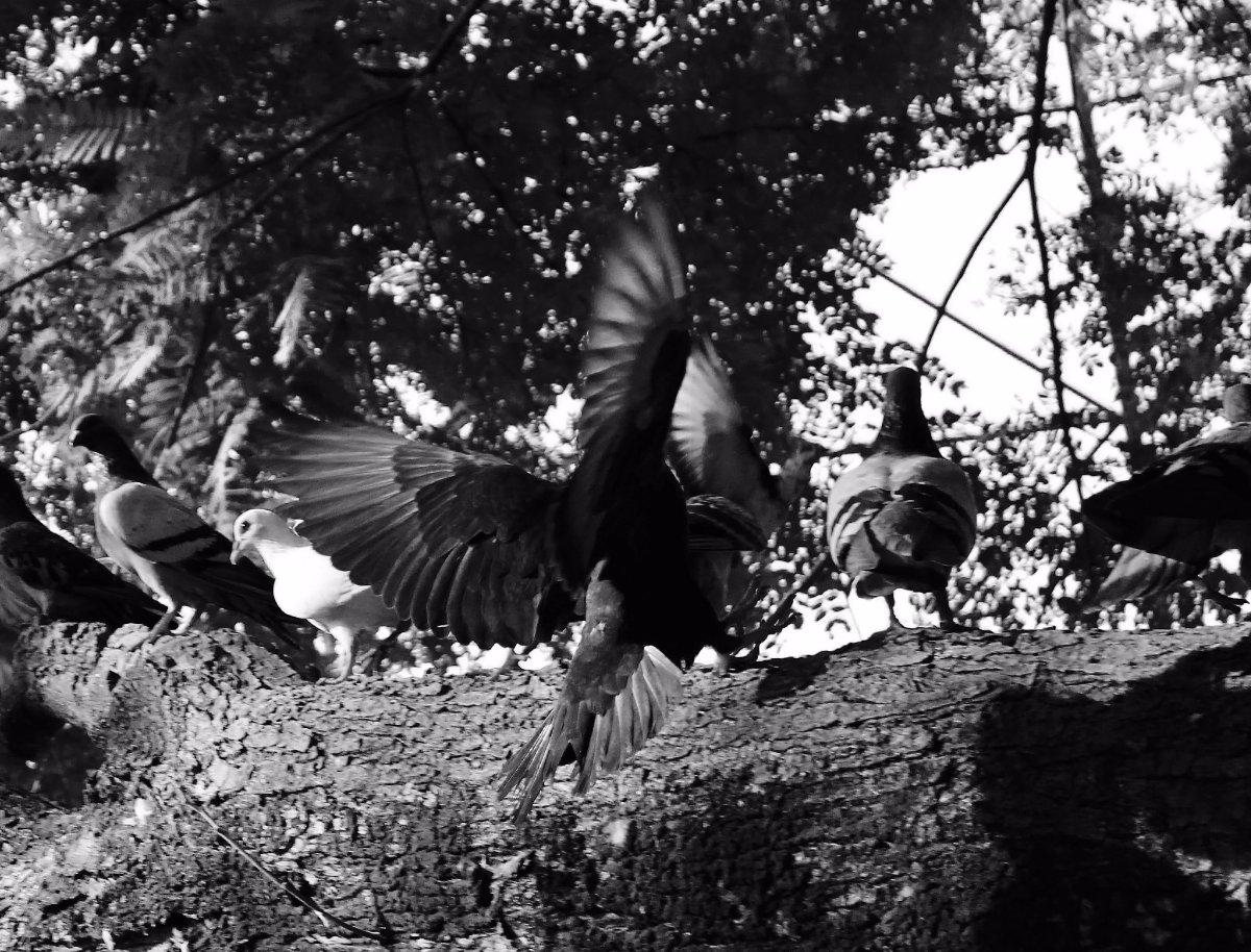 #birds, # blackandwhite, #amateur, # photography