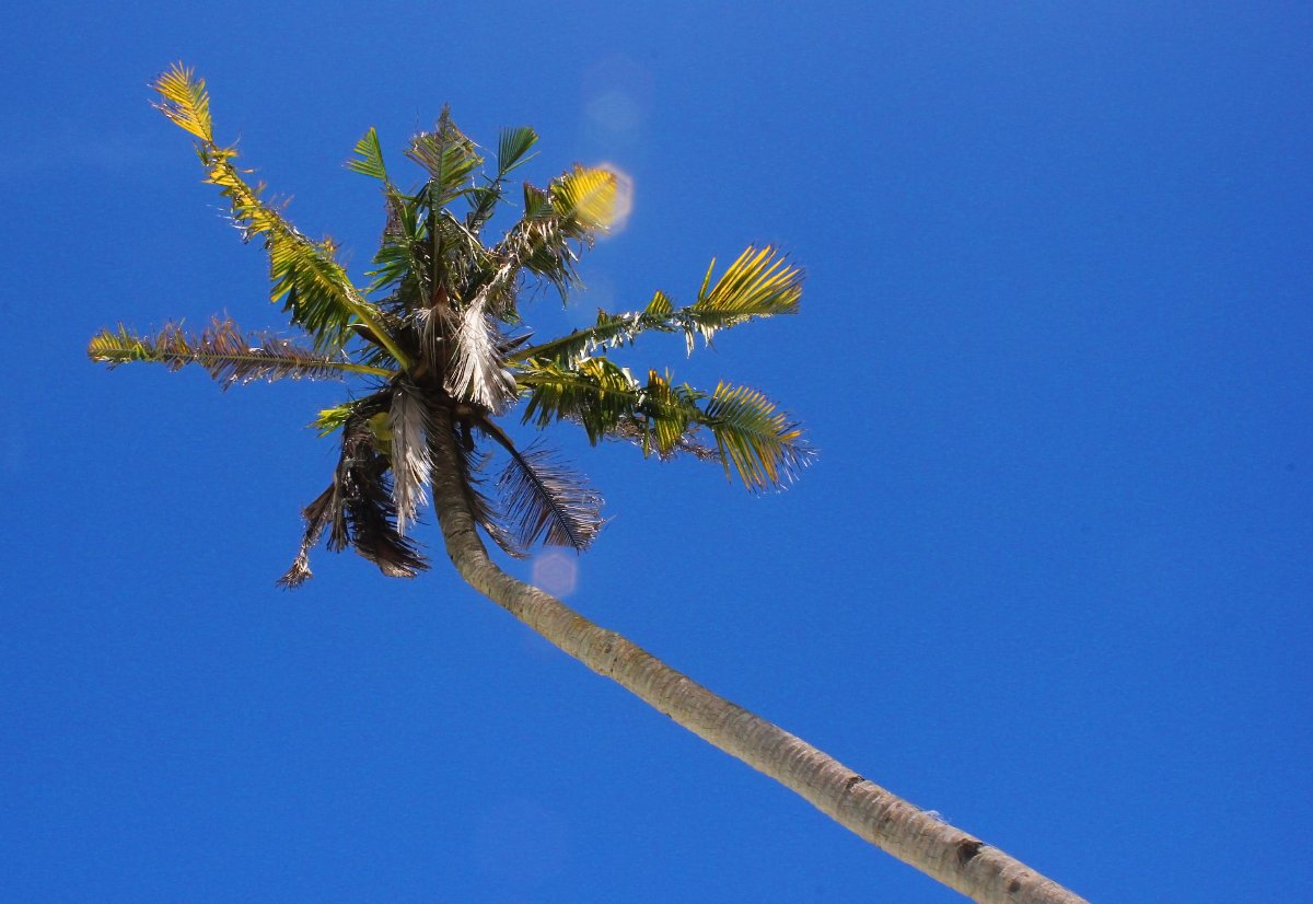 #coconut, #coconuttree, #summer#photography