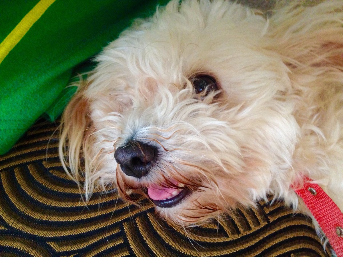 #dog, # doggie, #amateur
