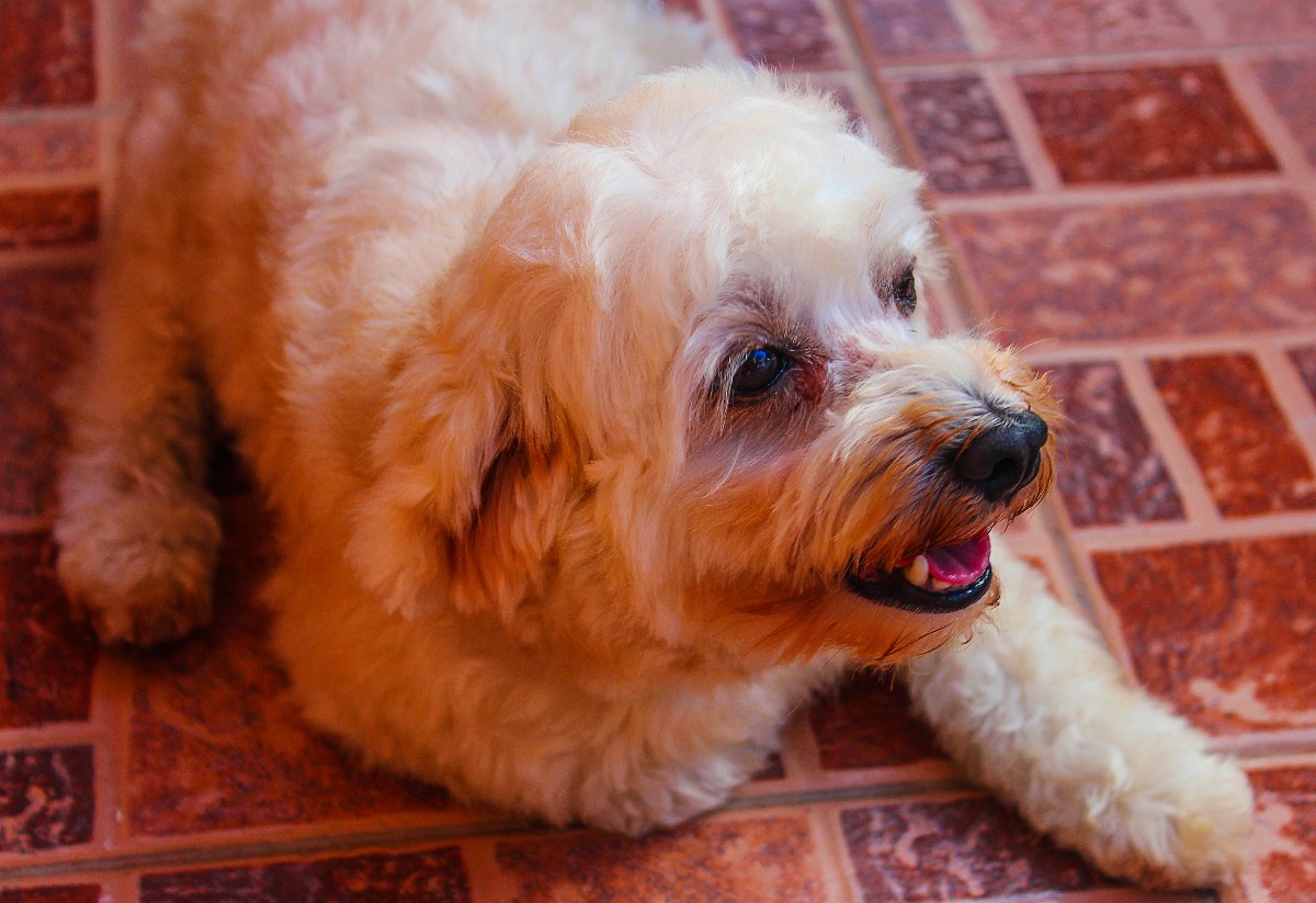 #dog, #shipoo