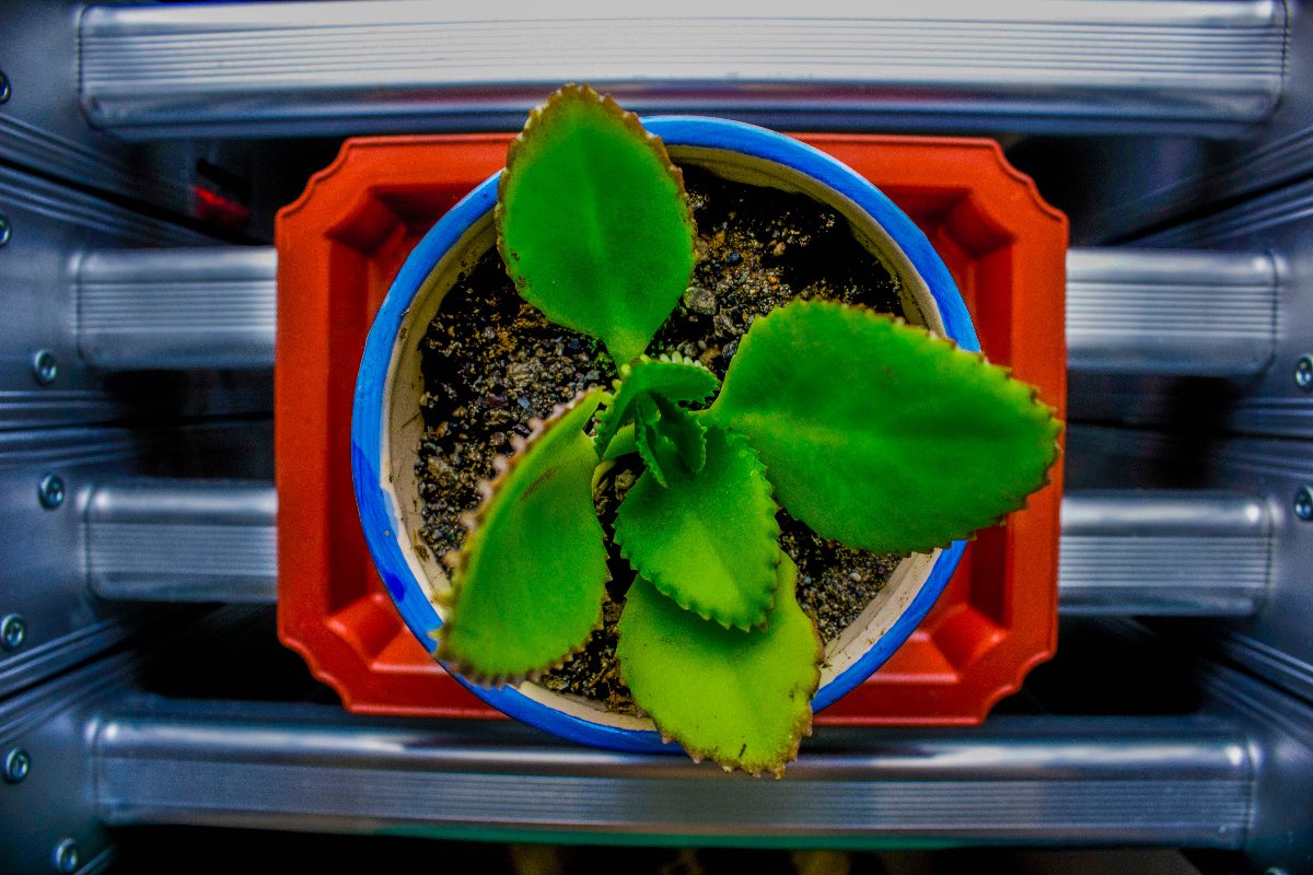 #green, #plant, #photography, #amateur