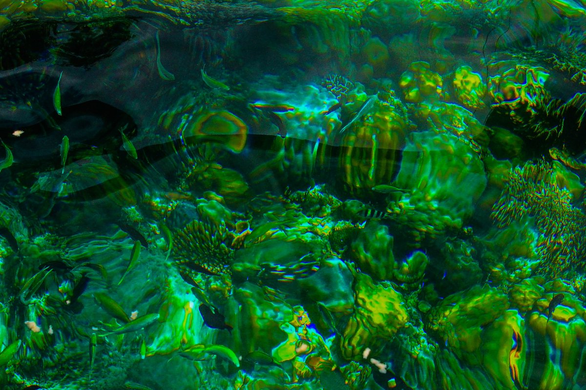 #green, #sea, #fish