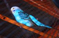 #bluebird