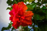 #red flower