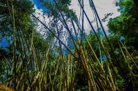 #bamboo trees, #nature