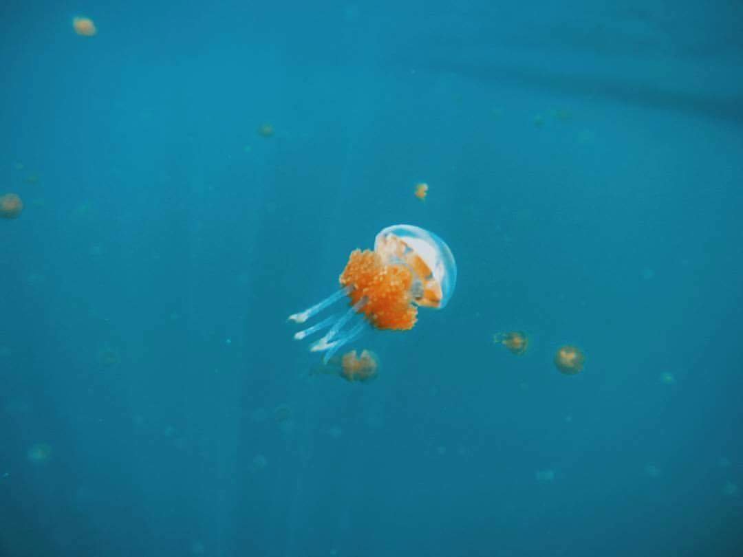 Cutie baby jellyfish