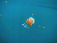Cutie baby jellyfish
