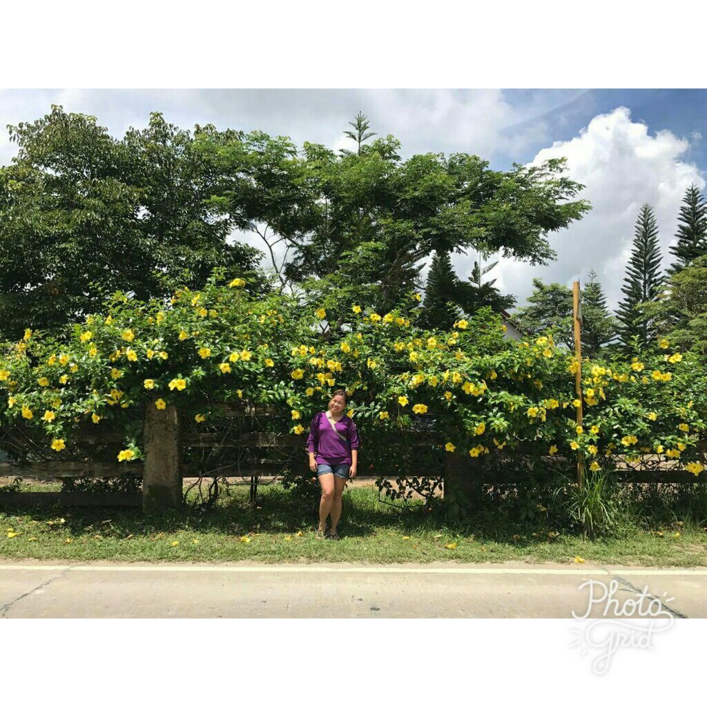 Because flowers are wonderful creation