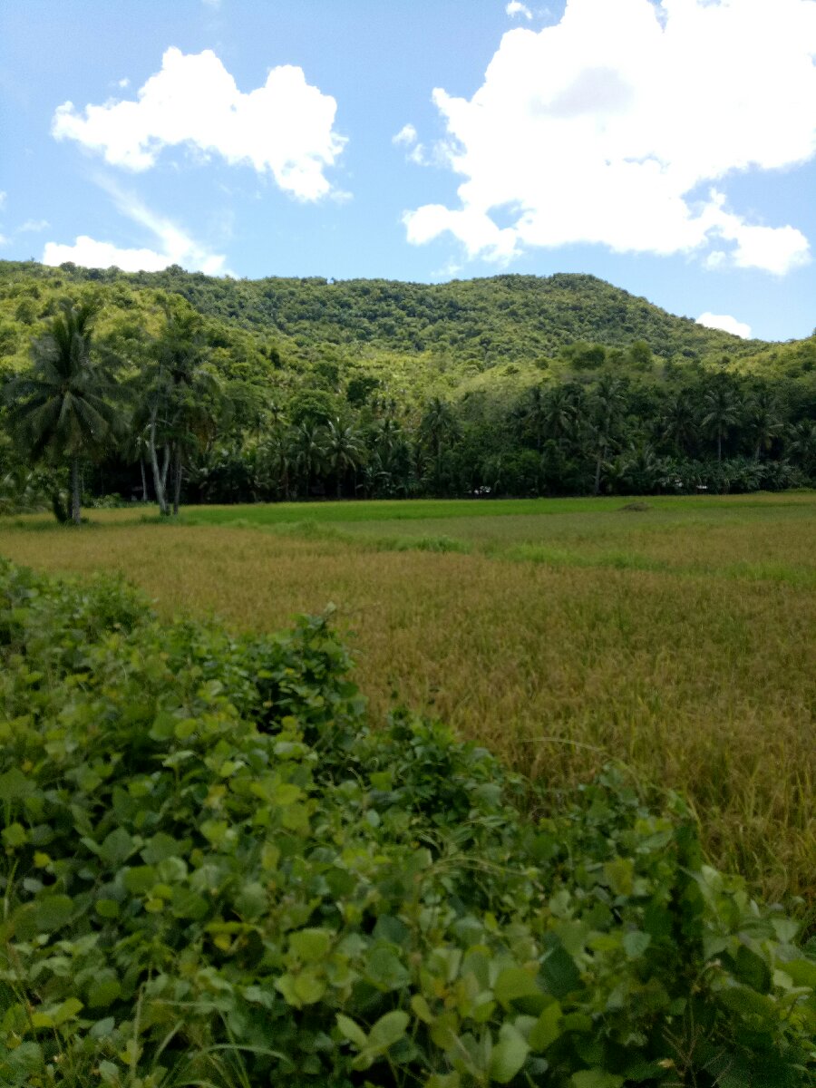 Bukid is life #bukidfeels #mountain #green