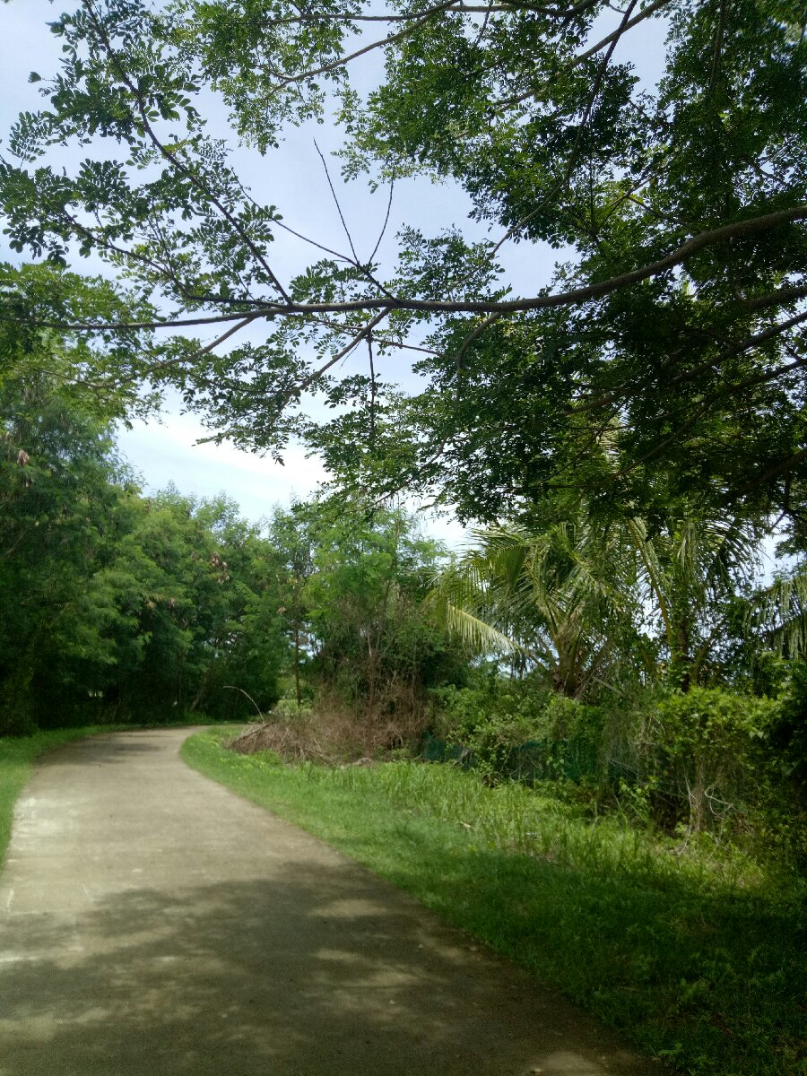 Forrest gump #green #naturelover #travels #northbound