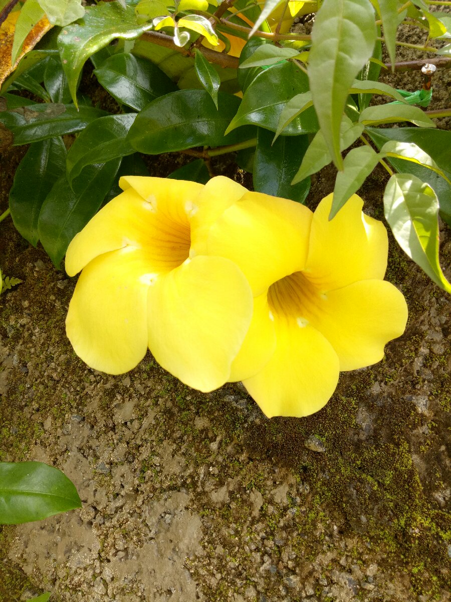 How lovely #flower #blooms