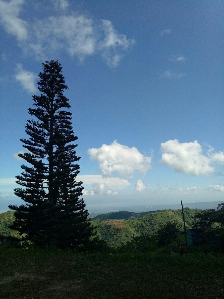Pine tree #nature