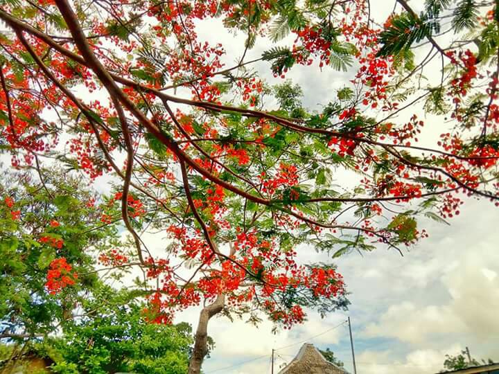 Should i say more I dont like it but i love it #trees #blossoms #boholtravels