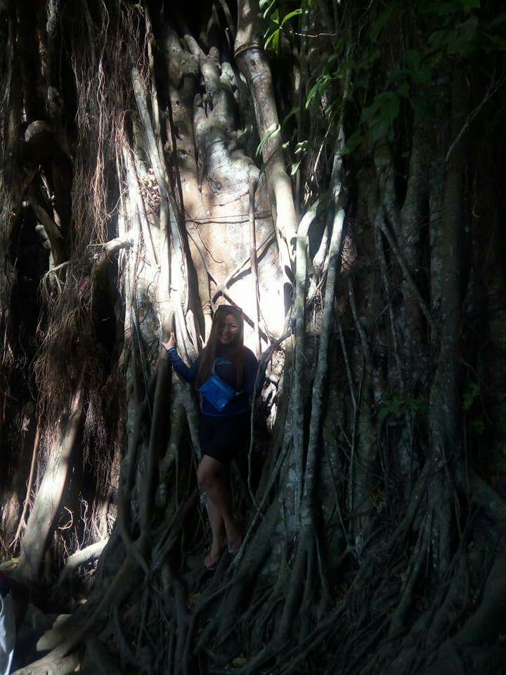 Siquijors famous balete tree