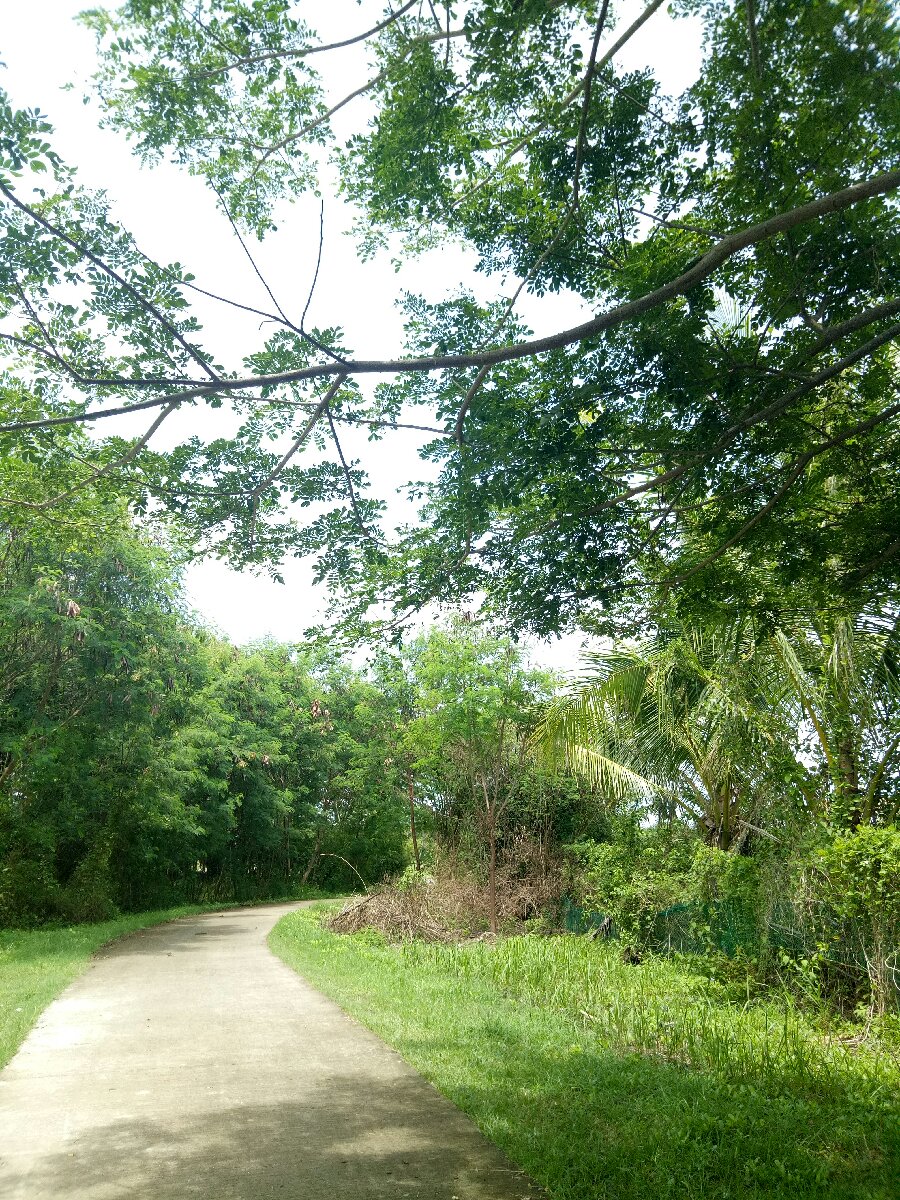 Wait for me, Ill follow #forest #green #nature