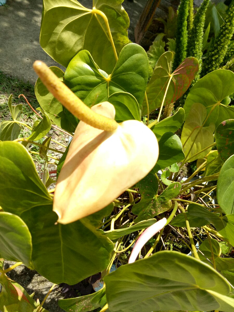 What kind of flower is this #flower #nature