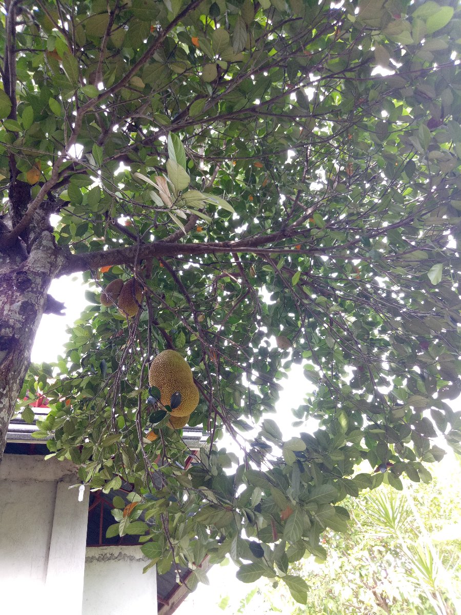 Where is my Jack My jackfruit. #fruit