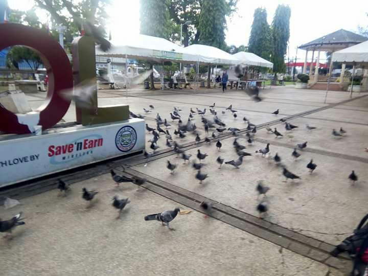 birds #happy #travels