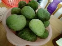 Mangoes fresh from the tree