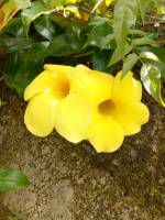 What kind of flower is this #flower #nature