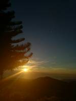 Sunset covered with pine trees