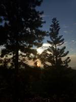 Sunset covered with pine trees