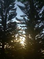 Pine tree #nature